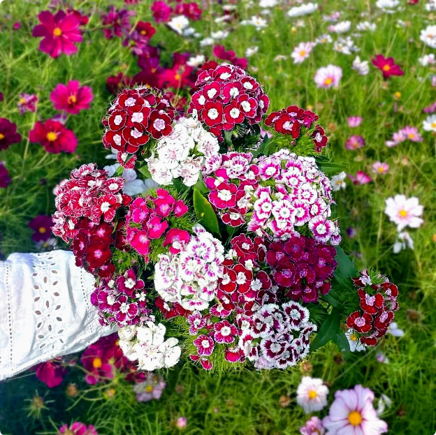 Semillas de flores semillas de cuatro estaciones al por mayor estrella de sol cosmosa de flores