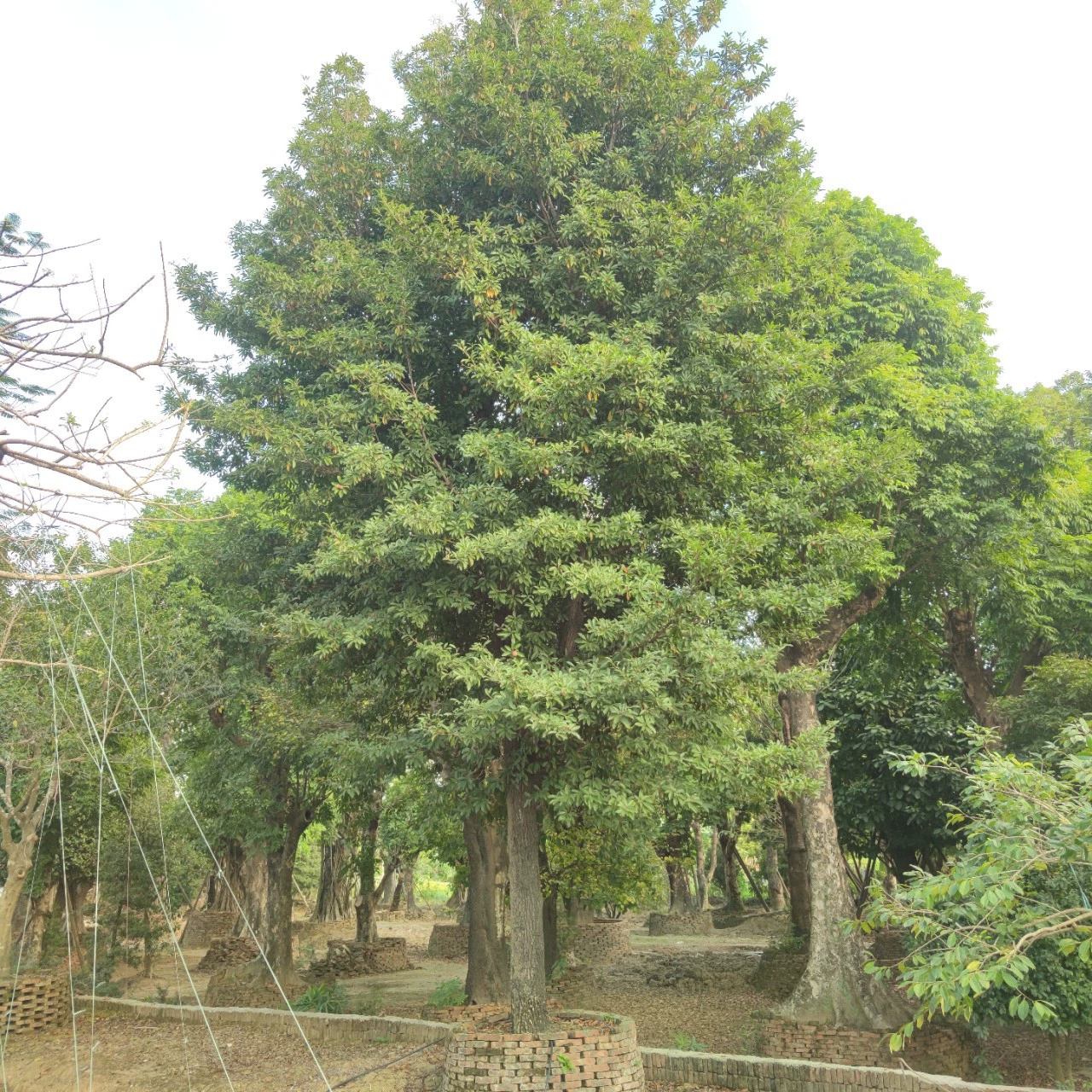 2312 питомник поставляет саженец с полным кроном дерева 26cm вилла двор ферма беседка тень вечнозеленый