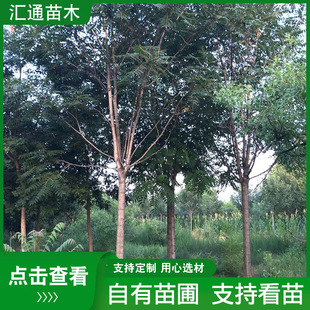 The Yield of Camphor Saplings Is High, and Camphor Saplings Can Be Eaten in All Seasons. Potted Camphor Saplings Are Planted on the Ground. Camphor Saplings Are Used for Engineering Greening. Camphor Saplings Are Used