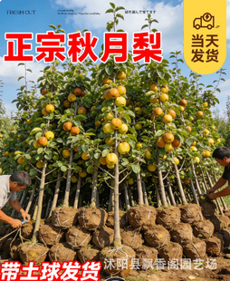 �O���������޽����ϱ����Nֲ���Ե��Դ����֭����箔��Y��