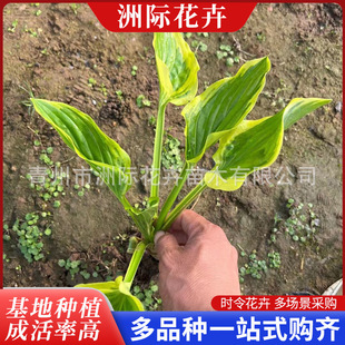 �ϻ����������»������� �׻����� �޸��G���^�~ֲ���߅����