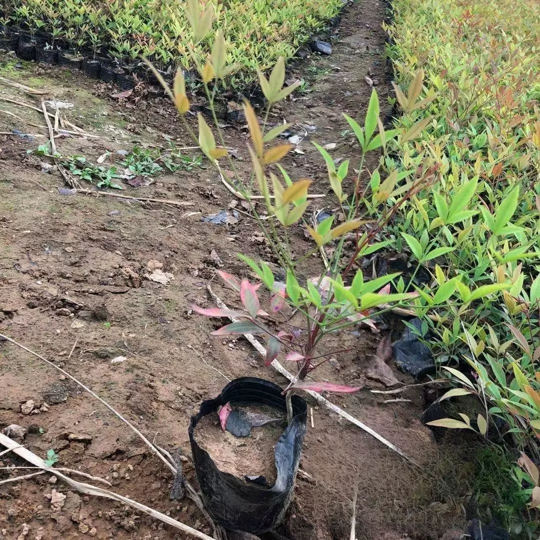 基地批发 南天竺 色块 南天竹小苗 红天竹工程苗 盆栽基地价格