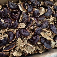 批发野生金边灵芝香芝人参紫灵芝不苦小整枝自然生长泡茶煲汤煮