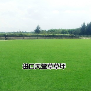 �M�ڲ�ƺ�N�����òݲ�ƺ���� ͥԺ�e���G�� �ݷN �Ͱ����`̤��