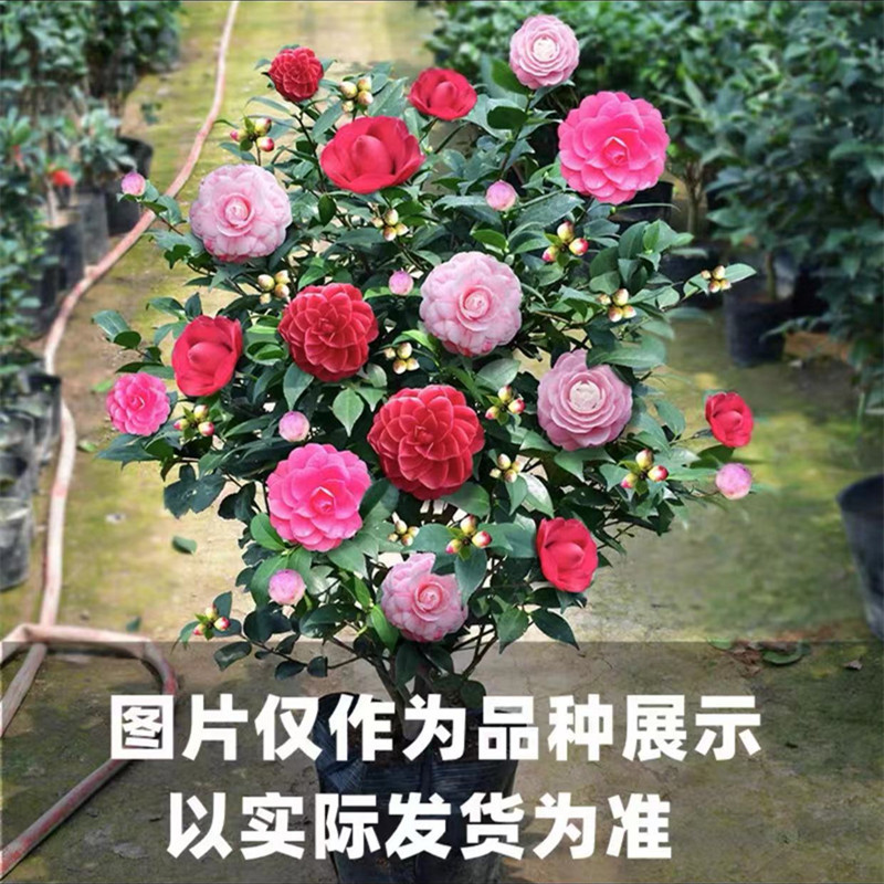 [핫아이템] 오색홍단 5년근 모종(새싹이 많음)에 영양비료가 포함되어 있습니다.