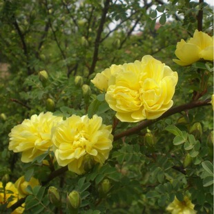 �S��õ�N�Ӵ�õ���t��÷�^�p�ذ��S��õ�@�־G������������÷�N��