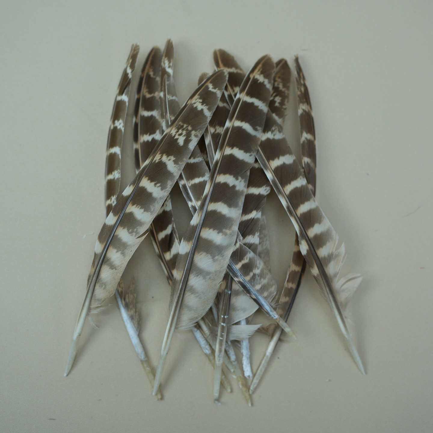 Plumas pequeñas al por mayor de plumas de faislo natural decorativas plumas artesanías bricolaje materiales hechos a mano divertidos accesorios de joyería de palo de gato