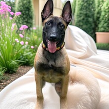 纯种马犬幼犬爆红马犬幼崽活体小狗防爆犬搜救犬宠物犬中型犬活物