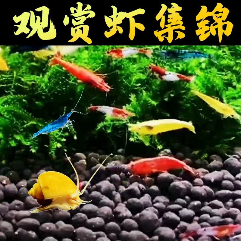 Красочные декоративные креветки, креветки для пресноводных аквариумов, креветки для удаления водорослей, очень популярные креветки, креветки с вишневым цветком, рисовые креветки с сапфировым золотым покрытием.