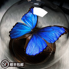 GPW5蝴蝶标本大蓝闪蝶花玻璃罩欧式装饰摆件礼物纪念品天然真蝴蝶