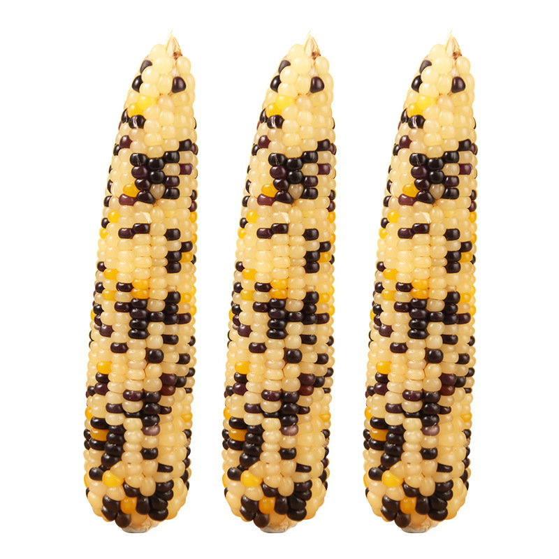 Mini maíz pequeño palo molar hámster ratón conejo oso molar snack oso oro nutritivo granos image 8