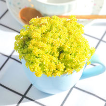 多肉植物黄金薄雪万年草办公室室内好养铺草坪绿植小盆栽花卉肉肉