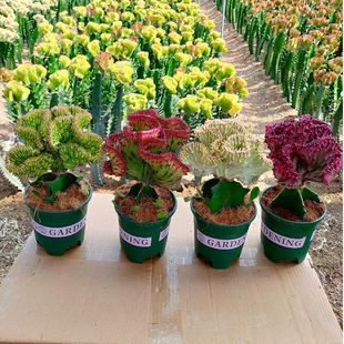 �����������������ͺ����B����ֲ�ﴺ���辰�լ����ȩ�҃ȾGֲ