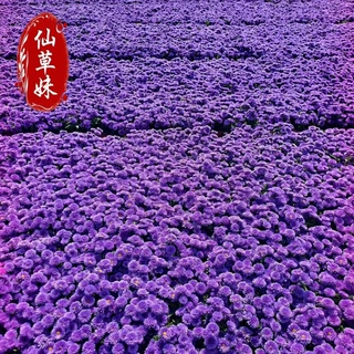 翠菊种子混色重瓣花卉种子四季播种易活庭院花海景观花籽批发