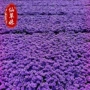 庭院四季重瓣花海花籽