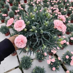 Delivered with Buds · Carnation Potted Plants · Balcony Indoor Flower Potted Plants Office Potted Green Plants