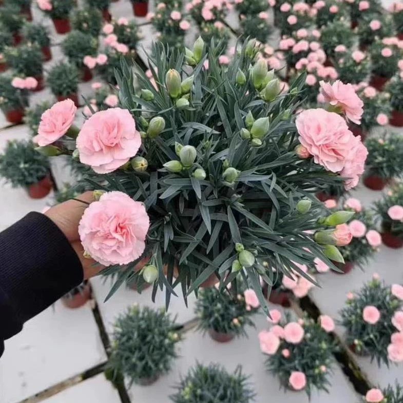 Доставляется с бутонами · Цветы-гвоздики в горшках · Балконные комнатные цветы в горшках, офисные зеленые растения в горшках