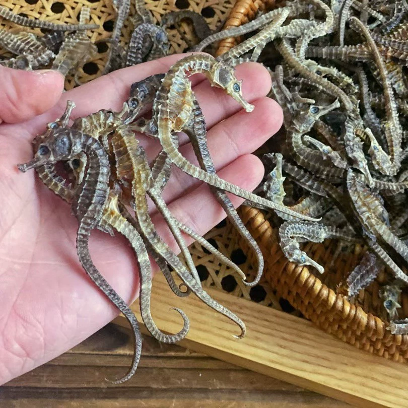 Аутентичный код отслеживаемости: морской конек, 10 г, сушеный морепродукт для супов, замачивания в вине, отборные лекарственные травы, разведение морских коньков