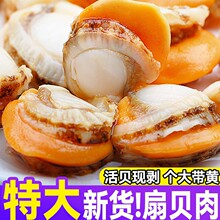 扇贝肉新鲜冷冻特级大号带黄带膏商用海鲜水产红贝批发黄蚬子鲜活