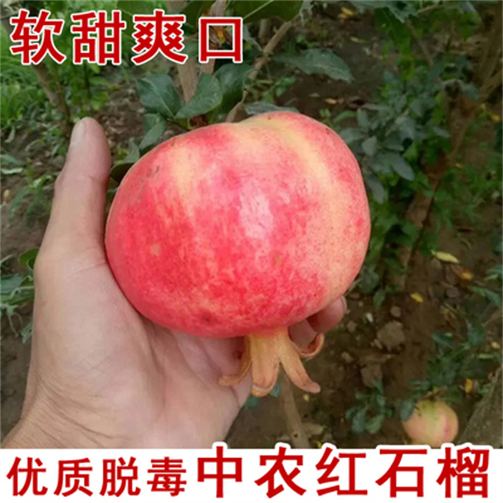 四川会理突尼斯软籽石榴5斤8斤水果直发甜石榴一件代发甜润多汁