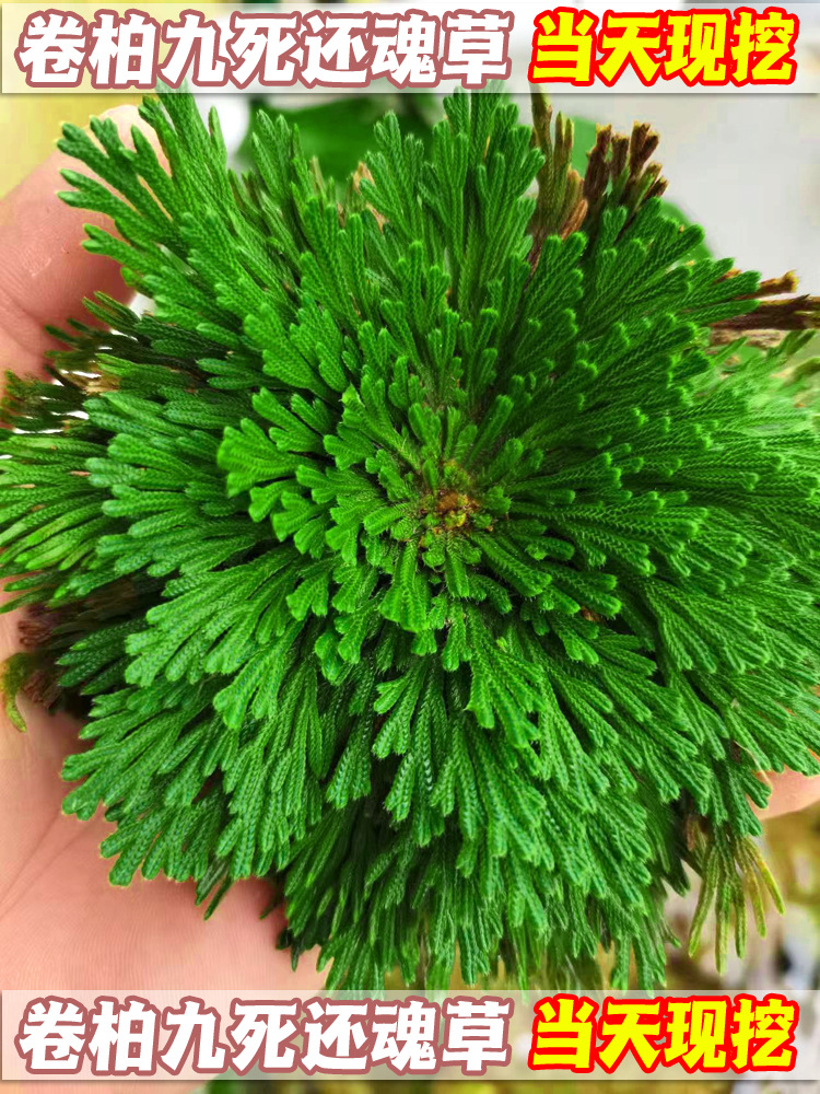 卷柏九死还魂草阳台办公桌好养复活草小叶卷柏盆景盆栽微假山植物