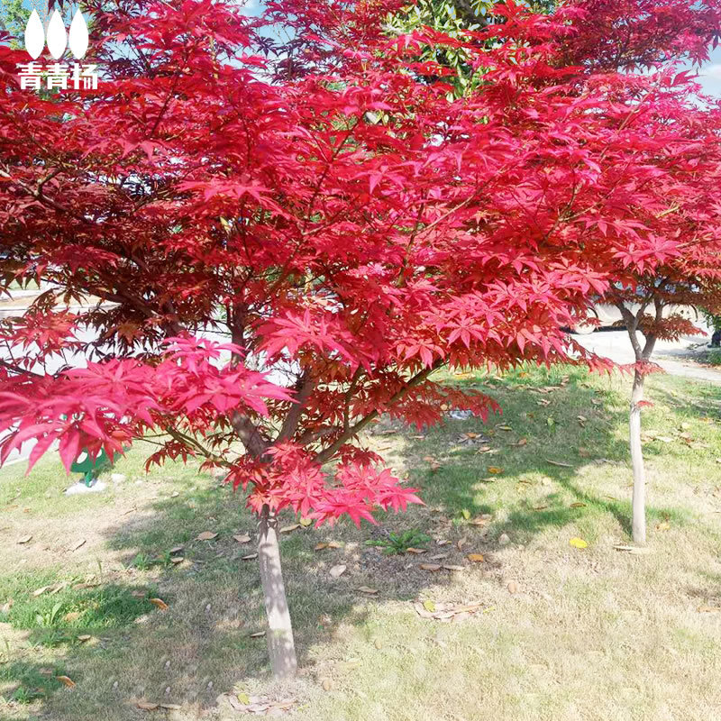 正宗日本红枫树苗庭院观赏风景大树红舞姬中国三季园林绿化造景树