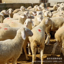 甘肃哪里有小尾寒羊 活羊养殖场 杜泊绵羊育肥羊羔出售