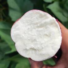 红薯批发新鲜现挖白心农家自种板栗粉糯香甜地瓜山芋番薯3/5/9斤