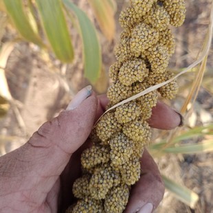 ������ȻС�����S�����W�^�B�Z��Z��϶�����쾰�b�