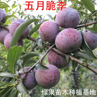 ���´��� ������ ������ �P�������� ���´� ���Ә���޽�Ó����