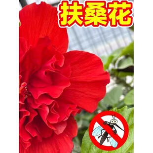 ��ɣ�������ذꎧ�����tɫ�����҃��̨ͥԺ�ļ����ܾGֲľ�Ș���
