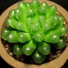 C����ֲ��M����������ϡ��Ʒ�N�Gֲ�����҃Ⱥ���