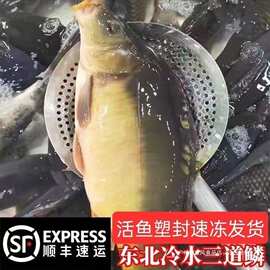 东北特产三道鳞活鱼淡水鱼无鳞鱼鲜活速冻冷水鱼食用过滤器群木