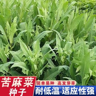 �t����˷N��Ұ������˿������ͺ��ļ��Nֲ�߲˷N��ԭ�S�ʰ���Ʒ