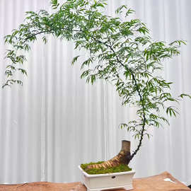 小叶簕竹生桩根苗裸根好养易活室内庭院盆景文雅禅意名贵观景竹子