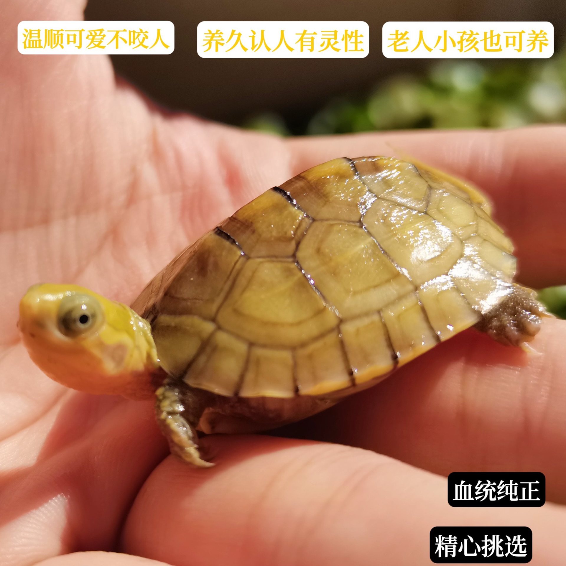 小青龟纯种北石三黄黄喉拟水龟苗金钱巴西鳄黄缘墨活物招财乌龟