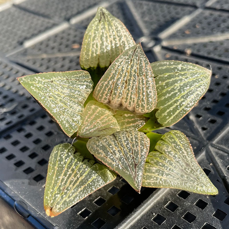 녹색 게 수명 4-5cm(베어 루트와 함께 배송)