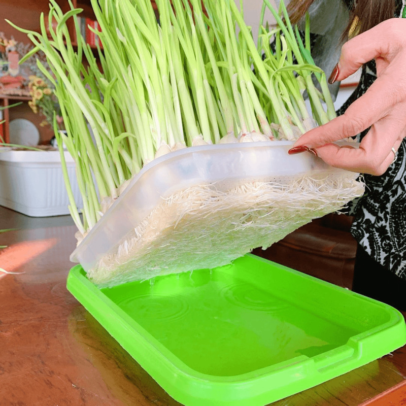 小麦粒、猫草の種子、麦芽糖、大麦、黒麦芽苗、苗トレイ、キャットミントヘアボール|undefined
