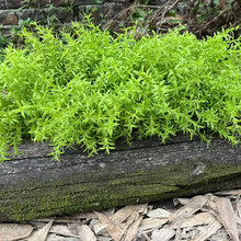 ���Ϸ���Gֲ�����Ե�����~�Ӳ͏d�����b廨�쾰��@С��ˮ��