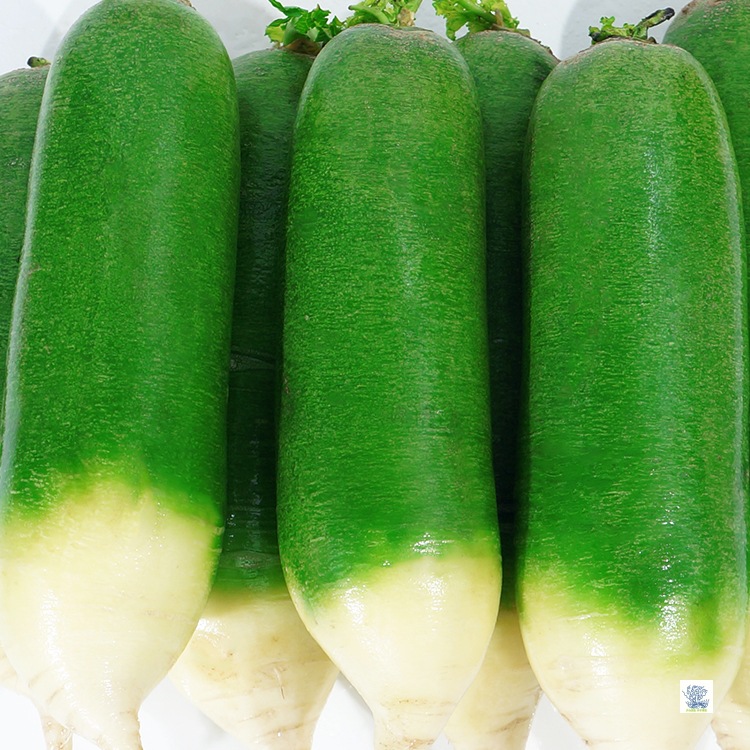 山东潍坊水果萝卜甜脆水果型潍坊青萝卜新鲜青萝卜特产正宗