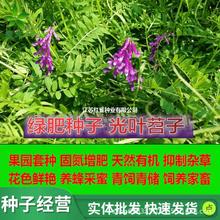 ���~�ϻ���N�����Ӣ���@�G�ʷN��ë�����B����Դֲ����Q�㶹�N