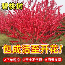 碧桃树苗紫叶红花树原木嫁接活苗耐寒庭院别墅绿化工程观赏风景树