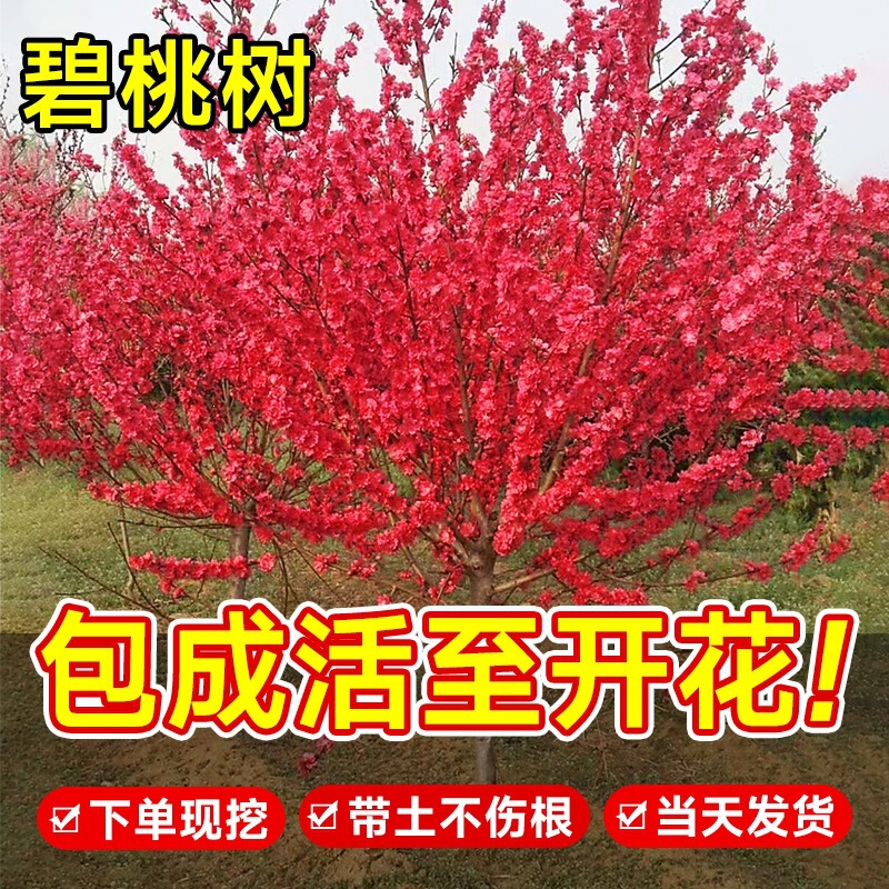 Peach Tree Saplings with Purple Leaves and Red Flowers, Live Grafting Seedlings, Cold-Resistant, for Garden and Villa Landscaping Projects, Ornamental Landscape Trees Peach Tree Saplings with Purple Leaves and Red Flowers, Live Grafting Seedlings, Cold-Resistant, for Garden and Villa Landscaping Projects, Ornamental Landscape Trees