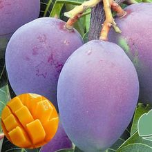 凯特芒攀枝花凯特芒果大果正宗芒果当季批发价爆甜大芒果整箱包邮