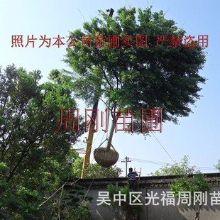Suzhou Acer Pseudoplatanus, Premium Acer Pseudoplatanus Planting Base, Premium Small Leaf Maple, Feather Maple Nursery Base