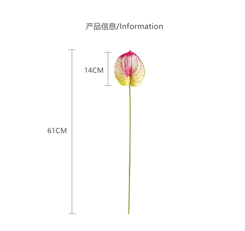 林尼单枝中号红掌_05.jpg