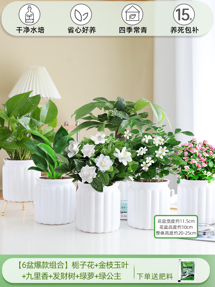 [6 화분 핫 콤비네이션] 치자나무 + 황금가지와 옥잎 + 구리향 + 돈나무 + 청무 + 그린 프린세스