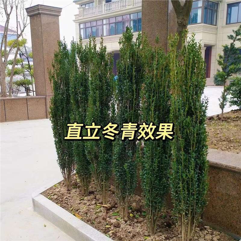 直立冬青小叶冬青苗朝天笔高端庭院绿篱造景种植围墙绿篱四季长青