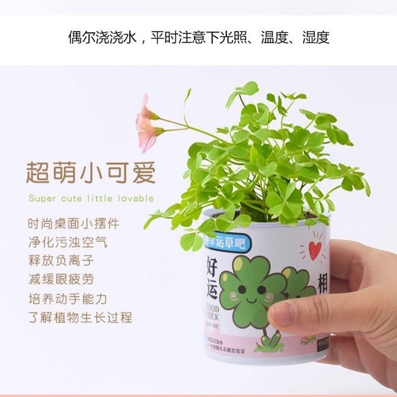退屈解消ブラインドボックスオフィス魔法の植物小さな鉢植え緑の植物缶詰デスクトップミニ子供の手作りおもちゃ減圧|undefined