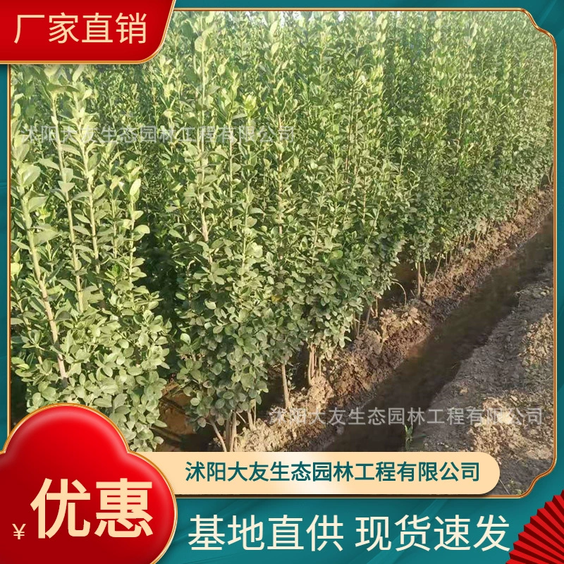Базовая оптовая продажа саженцев желтого тополя Хоккайдо собственного производства живописное место ландшафтный дизайн дорога Ландшафтный проект Зеленые саженцы